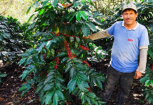 Cusco: 1850 familias caficultoras buscan aumentar su producción en 50 % este 2026