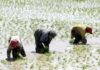 Proceso de compra de arroz en Piura: Solo una fracción de agricultores accederá al beneficio estatal ante presupuesto insuficiente