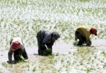 Proceso de compra de arroz en Piura: Solo una fracción de agricultores accederá al beneficio estatal ante presupuesto insuficiente