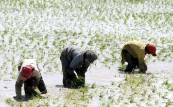 Proceso de compra de arroz en Piura: Solo una fracción de agricultores accederá al beneficio estatal ante presupuesto insuficiente