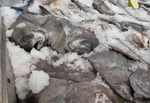 Cevicherías en problemas: cambios oceanográficos ocasionan menor disponibilidad de especies Problemas en el mar especies