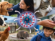 70 % de los patógenos que causan enfermedades humanas se contagian por animales