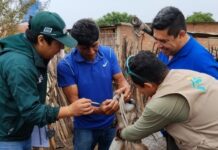 Inseminan 25 cabras en Locuto para mejorar la producción de leche y carne en la región