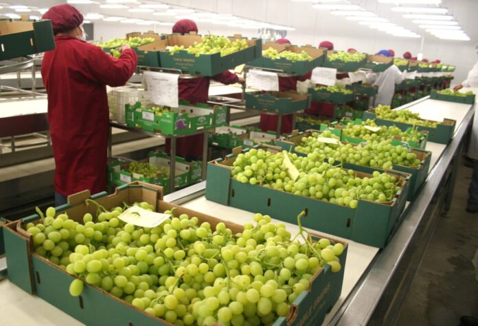 exportacion de uva