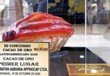 Cacao piurano gana primer lugar en concurso latinoamericano Cacao piurano