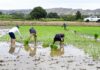 Agricultores exigen al Ministerio solucionar la sobreproducción de arroz tras alerta de una tercera pérdida de campaña grande