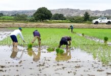 Agricultores exigen al Ministerio solucionar la sobreproducción de arroz tras alerta de una tercera pérdida de campaña grande