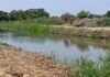 Productores de Sechura rechazan desvío del río Piura al dren 1308 y alertan daño a la economía local