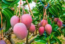 Mango kent