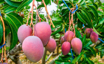 Mango kent