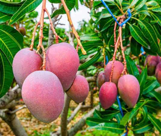 Mango kent
