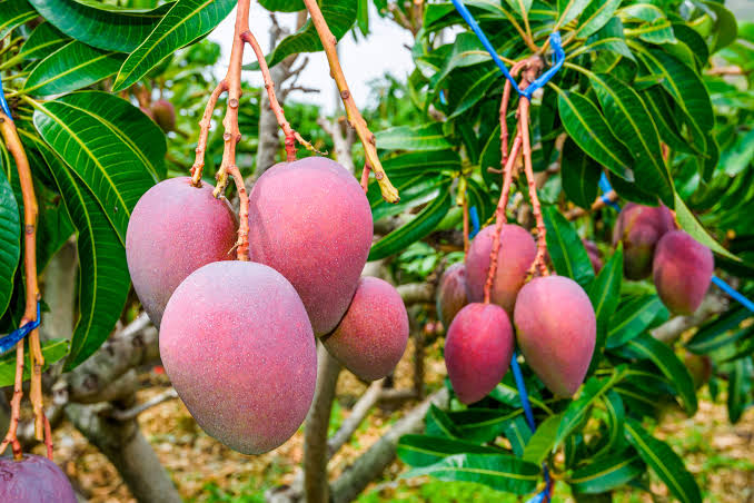 Mango kent Mango kent