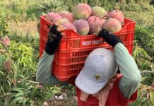 Productores del Valle de San Lorenzo anuncian paralización de la venta de mango por caída en los precio del fruto
